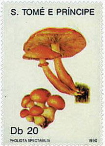 Colnect-857-087-Pholiota-spectabilis.jpg