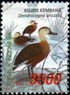 Colnect-940-848-Wandering-Whistling-Duck-Dendrocygna-arcuata.jpg