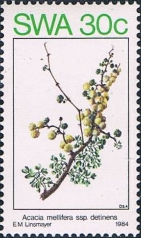 Acacia-mellifera.jpg