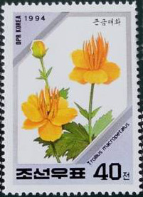 Colnect-2710-658-Trollius-macropetafus.jpg