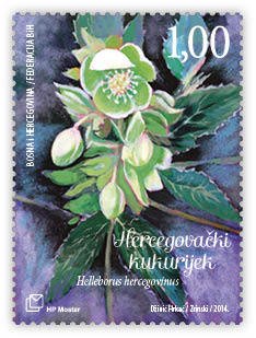 Colnect-3752-881-Herzegovinian-hellebore-Helleborus-hercegovinus.jpg