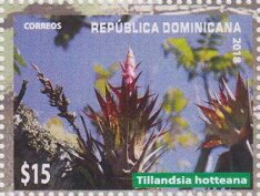 Colnect-5703-511-Tillandsia-hotteana.jpg