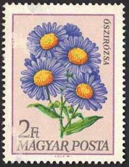 Colnect-590-866-Michaelmas-daisies-Aster-sp.jpg