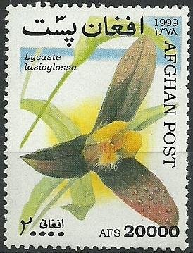 Colnect-1800-871-Lycaste-lasioglossa---Shaggy-lipped-Lycaste.jpg