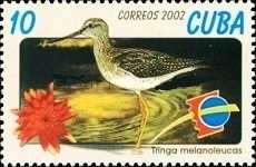 Colnect-2117-684-Greater-Yellowlegs-Tringa-melanoleuca.jpg