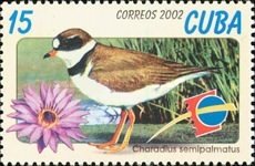 Colnect-2117-686-Semipalmated-Plover-Charadrius-semipalmatus.jpg