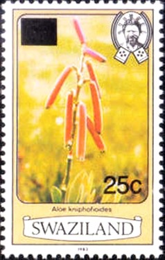 Colnect-2224-671-Aloe-kniphofioides.jpg