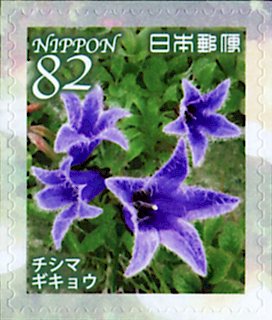 Colnect-5233-313-Dwarf-Bellflower-Campanula-chamissonis.jpg