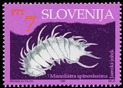 Colnect-545-782-Cave-animals---The-long-spined-cave-isopod-crustacean.jpg