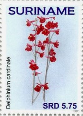 Colnect-4181-054-Delphinium-cardinale.jpg