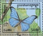 Colnect-1275-609-Rhetenor-Blue-Morpho-Morpho-rhetenor.jpg