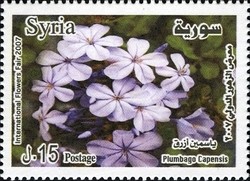 Colnect-1427-238-Plumbago-capensis.jpg