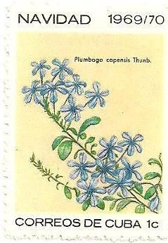 Colnect-1726-374-Plumbago-capensis.jpg