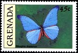 Colnect-2172-462-Rhetenor-Blue-Morpho-Morpho-rhetenor.jpg