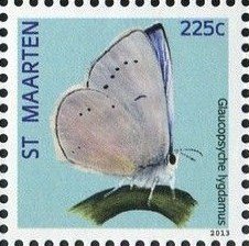 Colnect-2628-545-Silvery-Blue-Glaucopsyche-lygdamus.jpg