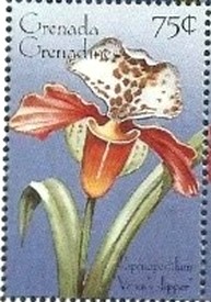 Colnect-2839-219-Paphiopedilum--quot-Venus--s-slipper.jpg