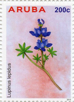 Colnect-3122-329-Lupinus-lepidus.jpg