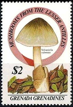 Colnect-2915-212-Volvariella-cubensis.jpg