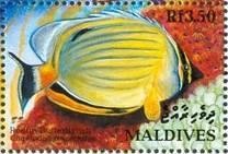 Colnect-1459-958-Melon-Butterflyfish-Chaetodon-trifasciatus.jpg