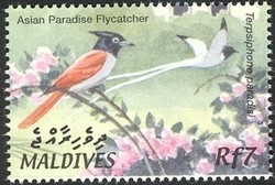 Colnect-961-825-Asian-Paradise-Flycatcher-Terpsiphone-paradisi.jpg