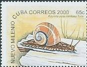 Colnect-1060-778-Cuban-Land-Snail-Polymita-picta-ssp-iolimbata.jpg