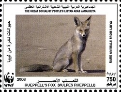 Colnect-1434-422-R-uuml-ppell--s-Fox-Vulpes-rueppellii.jpg