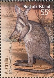 Colnect-2761-451-Bridled-Nailtail-Wallaby-Onychogalea-fraenata.jpg