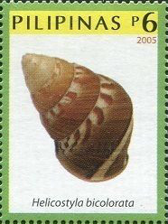 Colnect-2889-257-Land-Snail-Helicostyla-bicolorata.jpg