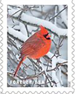 Colnect-7323-383-Cardinal-Cardinalis-cardinalis.jpg