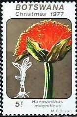 Colnect-1753-330-Haemanthus-magnificus.jpg