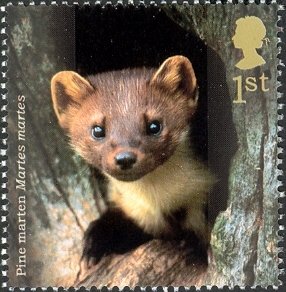 Colnect-1801-784-Pine-Marten-Martes-martes.jpg