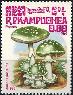 Colnect-2906-464-Amanita-panterina.jpg