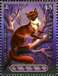 Colnect-471-203-Pine-Marten-Martes-martes.jpg