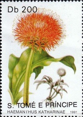 Colnect-5363-620-Haemanthus-katharinae.jpg