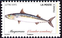 Colnect-5639-647-Atlantic-Mackerel-Scomber-scombrus.jpg