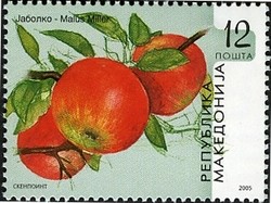 Colnect-592-770-Malus-domestica.jpg