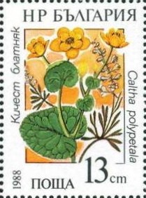 Colnect-732-676-Marsh-marigold.jpg