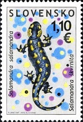 Fire-Salamander-Salamandra-salamandra-.jpg