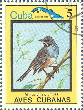 Colnect-674-934-Mimocichla-plumbea-rubripes-Turdus-plumbeus.jpg