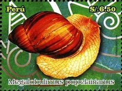 Colnect-1594-984-Land-Snail-Megalobulimus-popelairianus.jpg