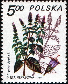 Colnect-1997-610-Mentha-piperita.jpg