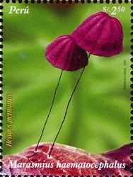 Colnect-1585-285-Marasmius-haematocephalus.jpg