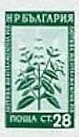 Colnect-1619-982-Peppermint-Mentha-x-piperita.jpg