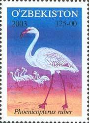 Colnect-197-306-American-Flamingo-Phoenicopterus-ruber.jpg