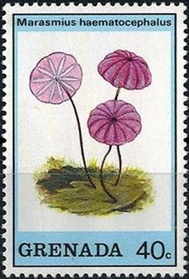 Colnect-2930-733-Marasmius-haematocephalus.jpg