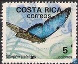 Colnect-1981-006-Common-Morpho-Morpho-peleides.jpg