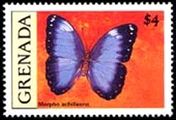 Colnect-2172-470-Achilles-Morpho-Morpho-achilleana.jpg