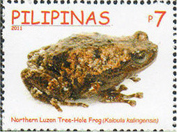 Colnect-2853-252-Kalinga-Narrowmouth-Toad-Kaloula-kalingensis.jpg