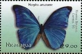 Colnect-3478-556-Morpho-amatonte.jpg