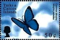 Colnect-4762-542-Morpho-peleides.jpg